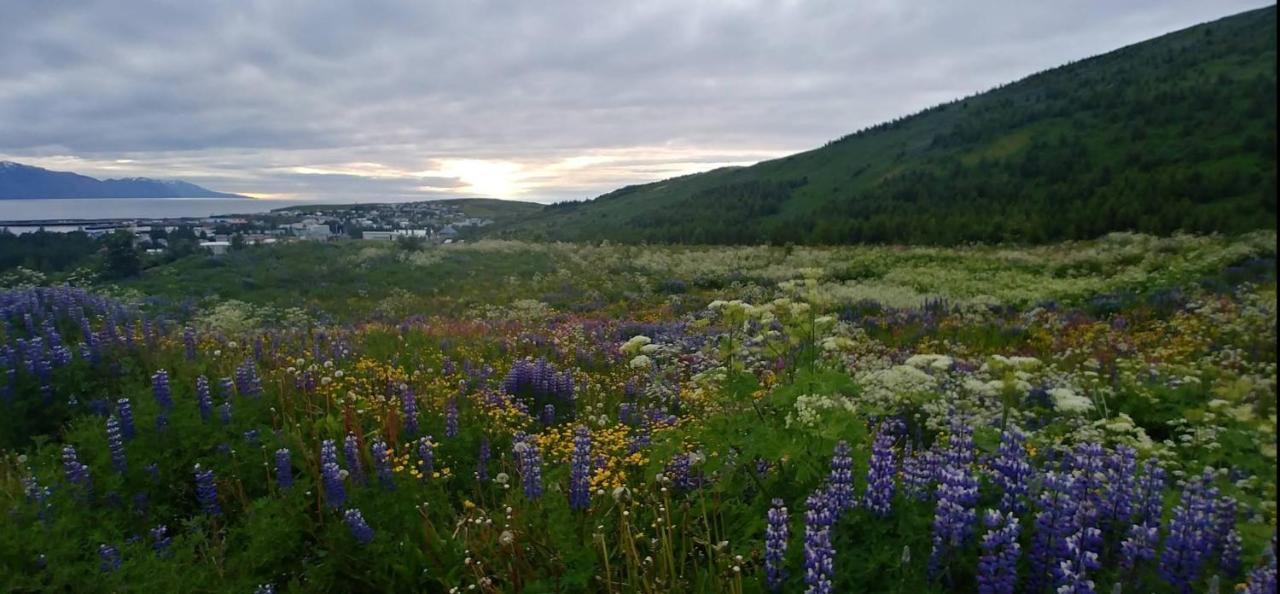 B&B Rooms Husavik 3 Eksteriør billede